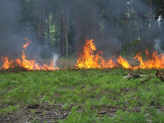 Bezpieczne wakacje w lasach  bez pożarów