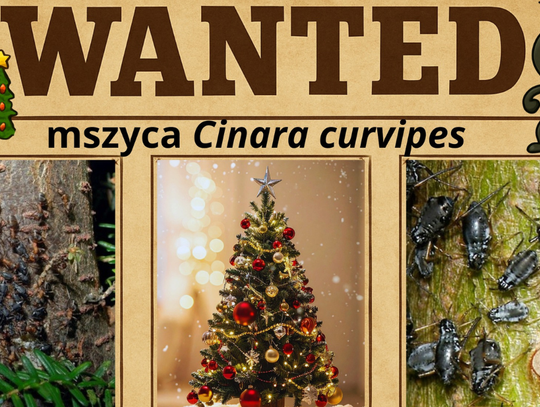 Choinka z niespodzianką. Jeśli ją masz na choince, zawiadom PAN Choinka z niespodzianką. Jeśli ją masz na choince, zawiadom PAN