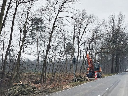 Chore drzewa zostaną usunięte, zdrowe zostają