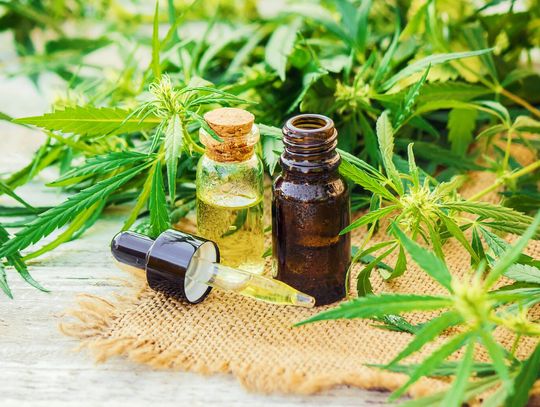 Olejki CBD dla zwierząt, czyli dlaczego warto?