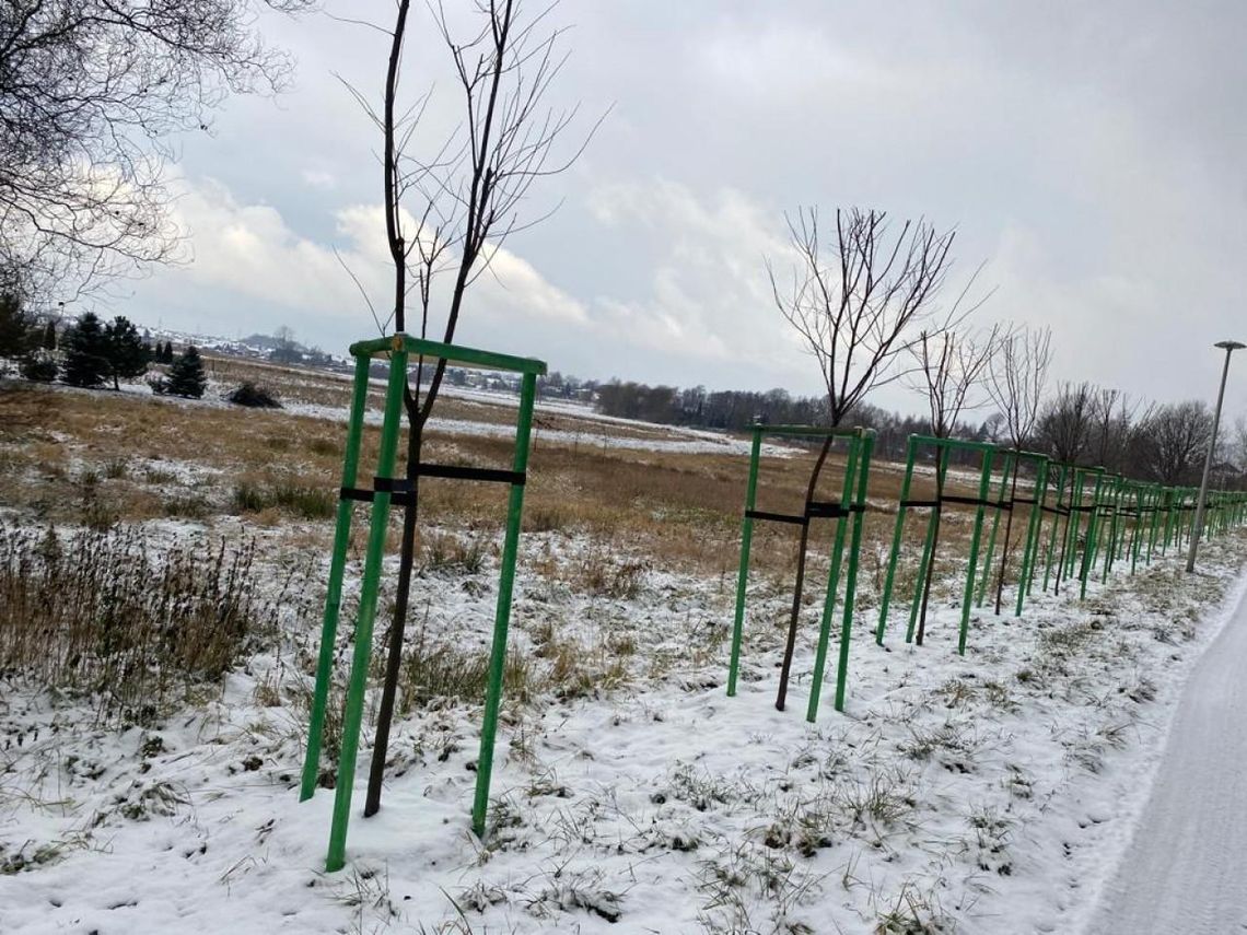 160 nowych drzew w Bieruniu