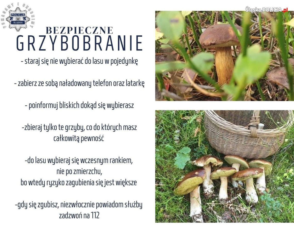 Bezpiecznie na grzybach