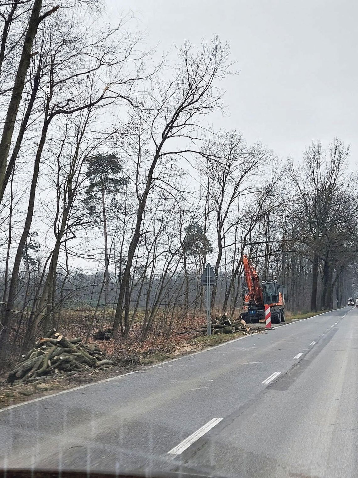 Chore drzewa zostaną usunięte, zdrowe zostają