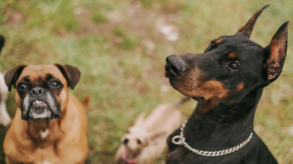 Obowiązkowe OC dla właścicieli psów. Poseł pyta ministra Obowiązkowe OC dla właścicieli psów. Poseł pyta ministra